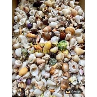Mix 200gram vỏ ốc nhỏ ( đủ loại)