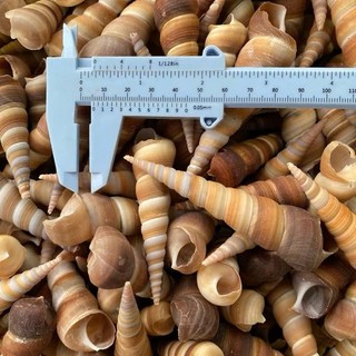 100gr Vỏ ốc đinh