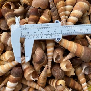 100gr Vỏ ốc đinh