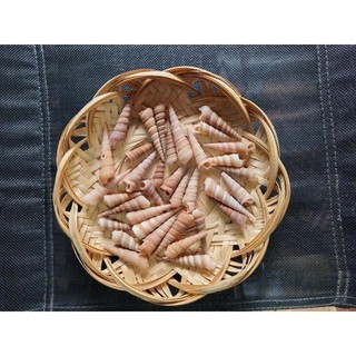 100gr Vỏ ốc đinh