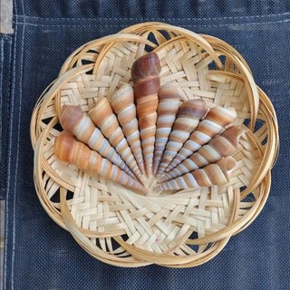 100gr Vỏ ốc đinh