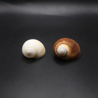 Vỏ ốc Moon Snail - Vỏ ốc mượn hồn - Vỏ ốc trang trí nhiều kích thước.