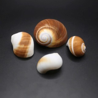 Vỏ ốc Moon Snail - Vỏ ốc mượn hồn - Vỏ ốc trang trí nhiều kích thước.