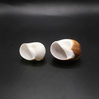 Vỏ ốc Moon Snail - Vỏ ốc mượn hồn - Vỏ ốc trang trí nhiều kích thước.