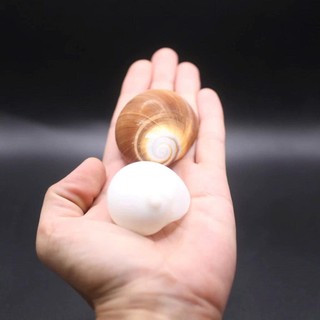 Vỏ ốc Moon Snail - Vỏ ốc mượn hồn - Vỏ ốc trang trí nhiều kích thước.