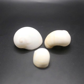 Vỏ ốc Moon Snail - Vỏ ốc mượn hồn - Vỏ ốc trang trí nhiều kích thước.