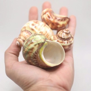 Vỏ ốc Mặt Trăng Sáng Bóng - Vỏ ốc mượn hồn - Vỏ ốc trang trí nhiều kích thước nhỏ vừa lớn