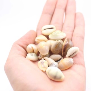 Vỏ ốc Nga nhỏ nhiều loại - Vỏ ốc trang trí nhiều kích thước nhỏ vừa lớn - Vỏ ốc đẹp