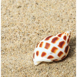 Vỏ ốc Hương - Ốc mượn hồn ( Hermit carb shells) - Vỏ ốc trang trí nhiều kích thước nhỏ vừa lớn