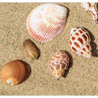 Vỏ ốc Hương - Ốc mượn hồn ( Hermit carb shells) - Vỏ ốc trang trí nhiều kích thước nhỏ vừa lớn