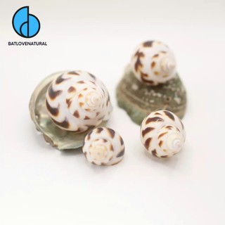 Vỏ ốc Hương - Ốc mượn hồn ( Hermit carb shells) - Vỏ ốc trang trí nhiều kích thước nhỏ vừa lớn