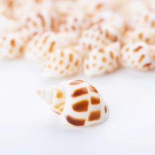 Vỏ ốc Hương - Ốc mượn hồn ( Hermit carb shells) - Vỏ ốc trang trí nhiều kích thước nhỏ vừa lớn