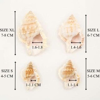 Vỏ ốc Da Cóc - Vỏ ốc mượn hồn - Vỏ ốc trang trí nhiều kích thước nhỏ vừa lớn