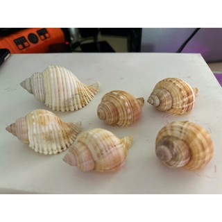 Vỏ ốc Da Cóc - Vỏ ốc mượn hồn - Vỏ ốc trang trí nhiều kích thước nhỏ vừa lớn