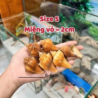 Vỏ Đùi Gà size nhỏ - L miệng vỏ ( 1.5cm ~ 3cm ) dùng để thay vỏ cho ốc.
