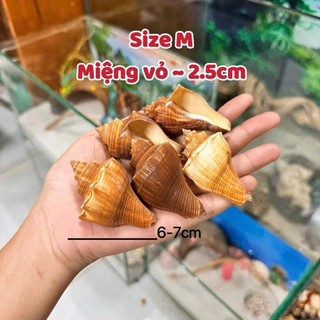 Vỏ Đùi Gà size nhỏ - L miệng vỏ ( 1.5cm ~ 3cm ) dùng để thay vỏ cho ốc.