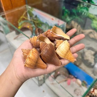 Vỏ Đùi Gà size nhỏ - L miệng vỏ ( 1.5cm ~ 3cm ) dùng để thay vỏ cho ốc.