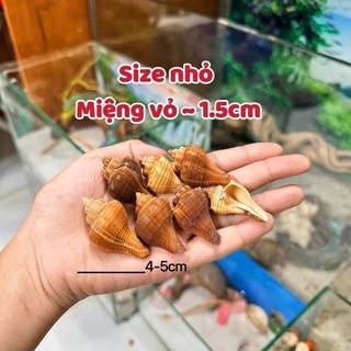 Vỏ Đùi Gà size nhỏ - L miệng vỏ ( 1.5cm ~ 3cm ) dùng để thay vỏ cho ốc.