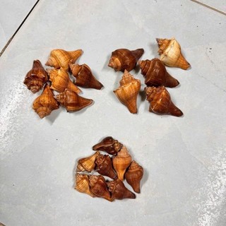 Vỏ Đùi Gà size nhỏ - L miệng vỏ ( 1.5cm ~ 3cm ) dùng để thay vỏ cho ốc.