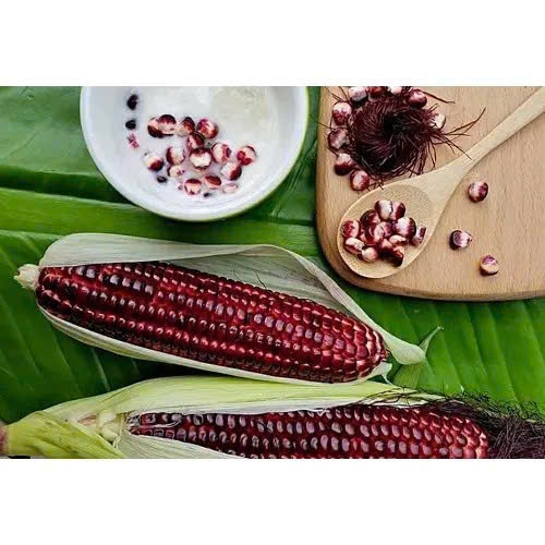 50 HẠT Hạt Giống Ngô Bắp Nếp Tím Nữ Hoàng Chuẩn F1 Tỉ Lệ Này Mầm Cao