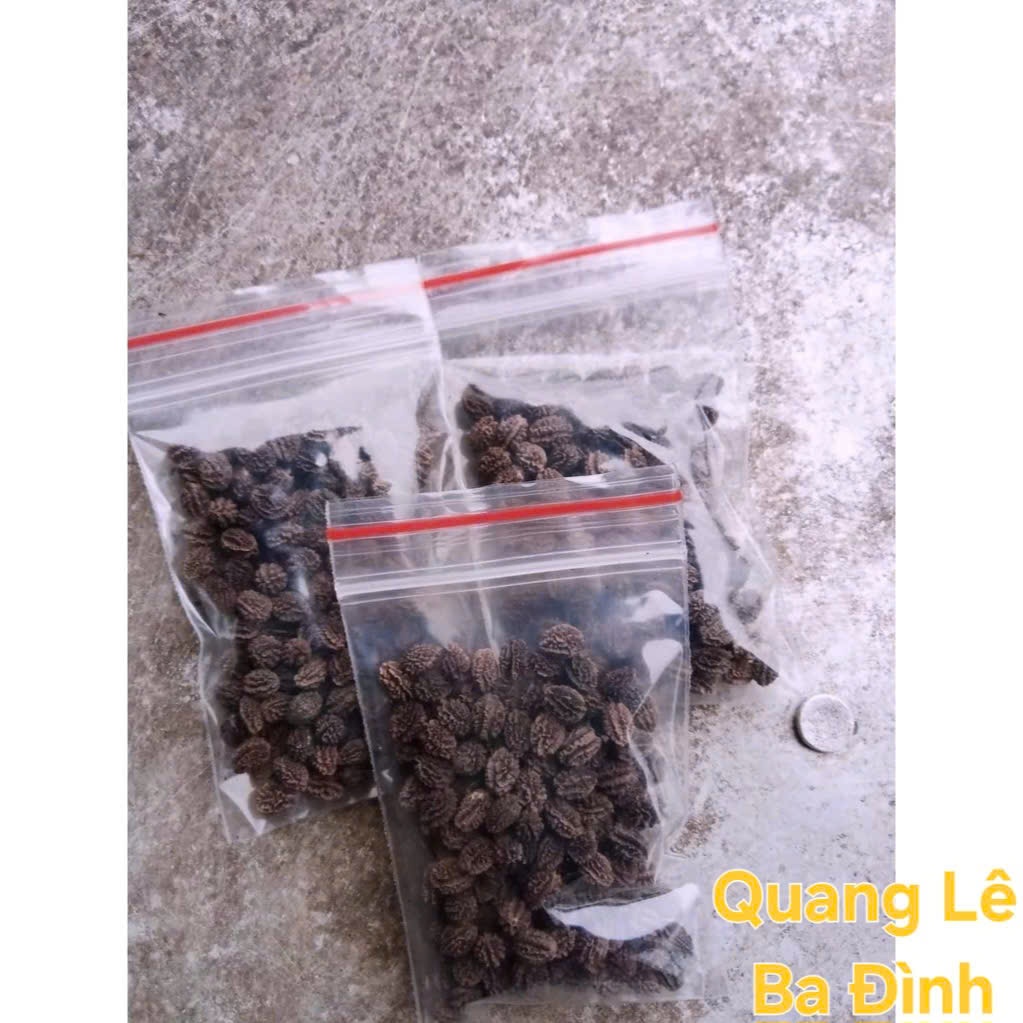 GÓI 100 HẠT GIỐNG ĐU ĐỦ LÙN RUỘT ĐỎ THÁI SIÊU QUẢ