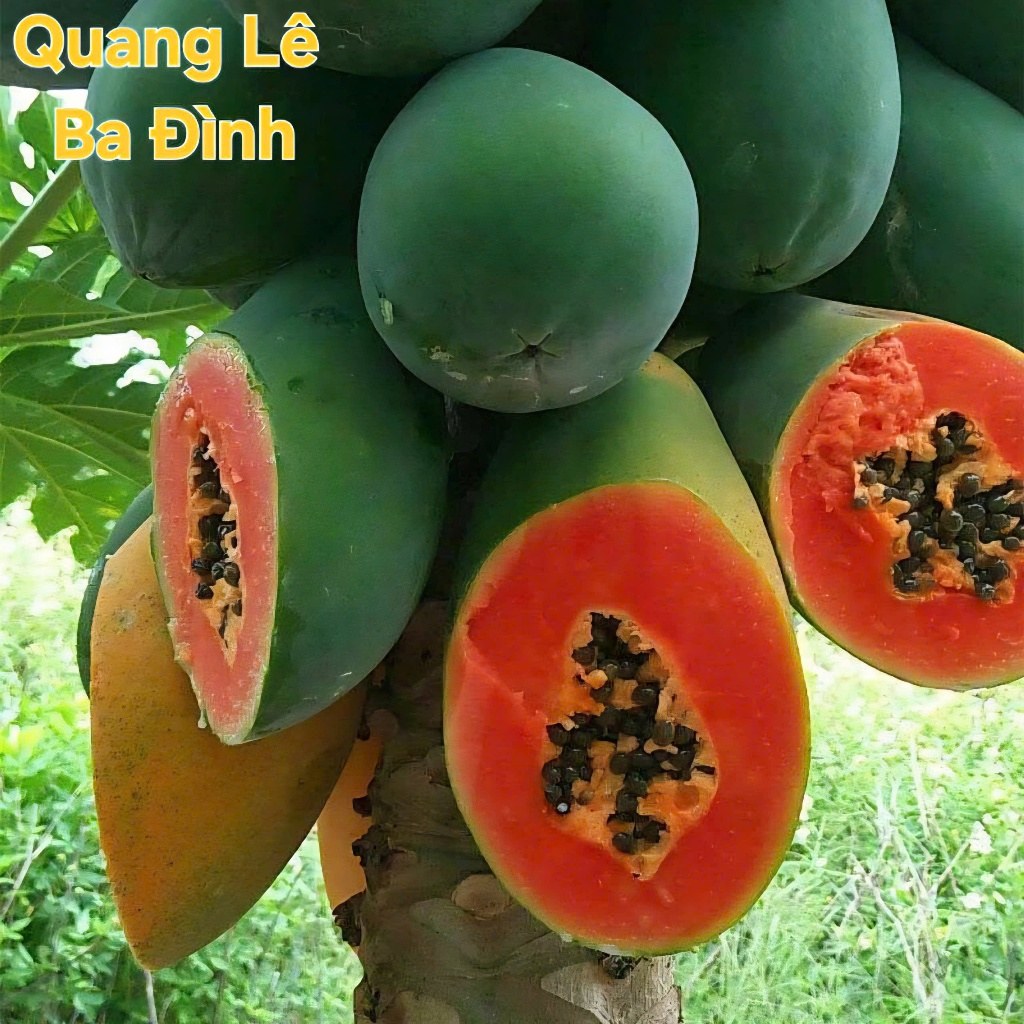 GÓI 100 HẠT GIỐNG ĐU ĐỦ LÙN RUỘT ĐỎ THÁI SIÊU QUẢ