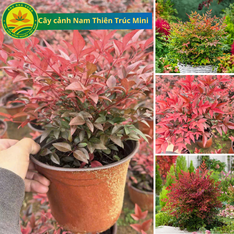 Cây Cảnh Nam Thiên Trúc Size Mini Dáng Đẹp Tán Tròn Kích Thước Nhỏ Gọn ...