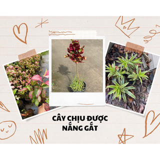 Chậu trang trí các loại chịu được nắng - decor ban công, sân vườn - Vườn Như Ngọc