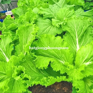 10 Gram - Hạt Giống Cải Bẹ Mào Gà Khổng Lồ Phương Nam