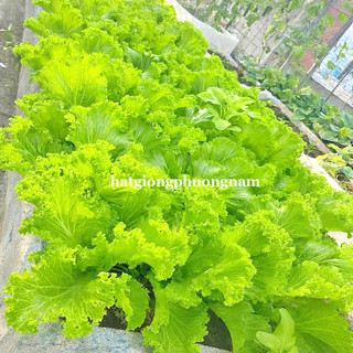 10 Gram - Hạt Giống Cải Bẹ Mào Gà Khổng Lồ Phương Nam