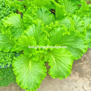 10 Gram - Hạt Giống Cải Bẹ Mào Gà Khổng Lồ Phương Nam