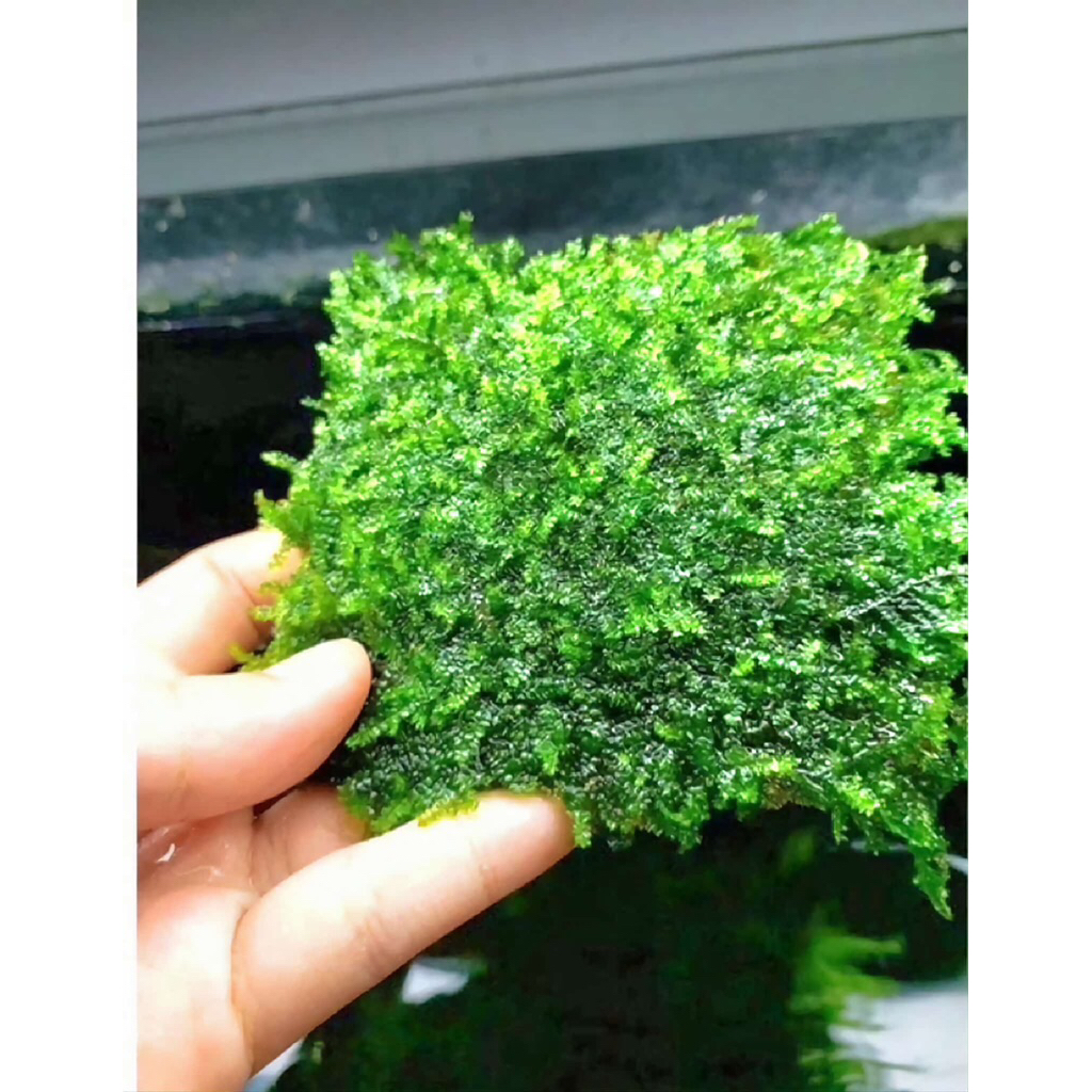 Rêu wepping sing,wwpping Việt,wepping thuỷ sinh chơi terarium,thuỷ sinh ,trải nền ,gắn lũa đá,chơi bán cạn tiểu cảnh.