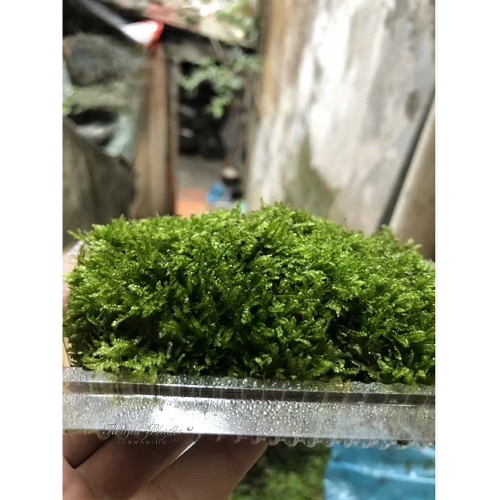 Rêu wepping sing,wwpping Việt,wepping thuỷ sinh chơi terarium,thuỷ sinh ,trải nền ,gắn lũa đá,chơi bán cạn tiểu cảnh.