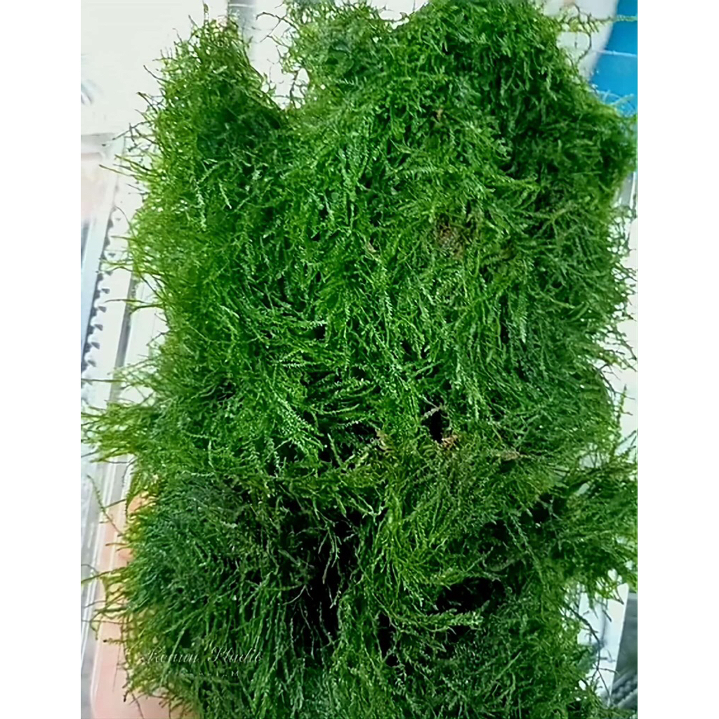 Rêu wepping sing,wwpping Việt,wepping thuỷ sinh chơi terarium,thuỷ sinh ,trải nền ,gắn lũa đá,chơi bán cạn tiểu cảnh.