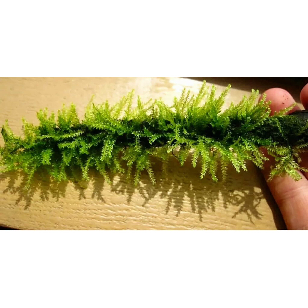 Rêu wepping sing,wwpping Việt,wepping thuỷ sinh chơi terarium,thuỷ sinh ,trải nền ,gắn lũa đá,chơi bán cạn tiểu cảnh.