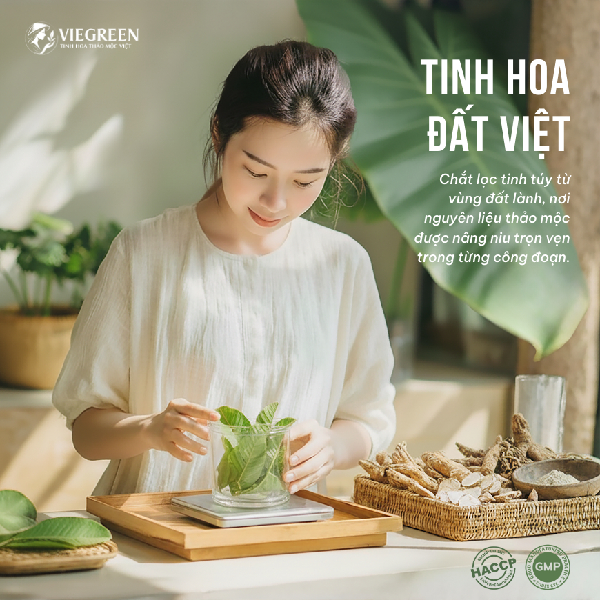 Combo 2 Trà Túi Lọc Sâm Tố Nữ + Búp Ổi VIEGREEN 30x5g + 50x3g, GMP HACCP