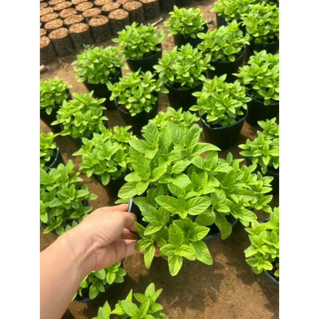 chậu rau giống húng cây ( rau thơm) | Shopee Việt Nam