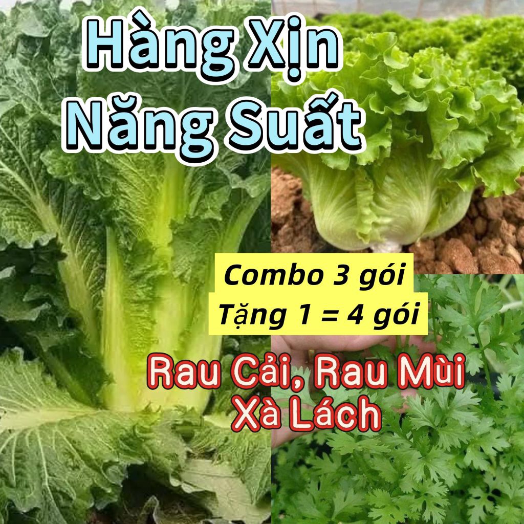 Tặng 1♥️ComBo 3 Gói Tặng 1 = 4 gói Hạt Giống Rau Mùi, Xà Lách, Rau Cải 💚 Tuyển Chọn Dễ Trông Ăn Ngon, Năng Suất