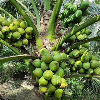 Cây Giống Dừa Xiêm Dây – Trái Ngọt Thanh, Dễ Trồng, Cho Trái Sớm