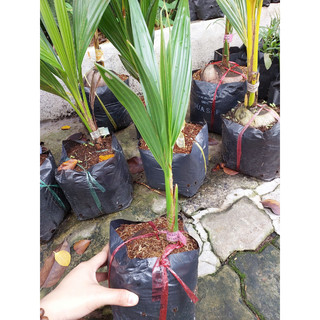 Cây Giống Dừa Xiêm Dây – Trái Ngọt Thanh, Dễ Trồng, Cho Trái Sớm