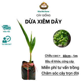 Cây Giống Dừa Xiêm Dây – Trái Ngọt Thanh, Dễ Trồng, Cho Trái Sớm