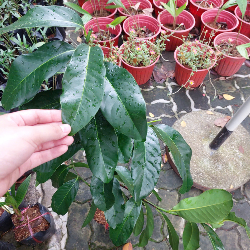 Cây Giống Hồng Socola – Trái Ngọt Đậm, Cơm Mịn, Dễ Trồng, Cho Trái Sớm