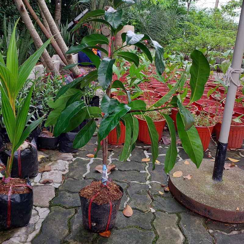 Cây Giống Hồng Socola – Trái Ngọt Đậm, Cơm Mịn, Dễ Trồng, Cho Trái Sớm