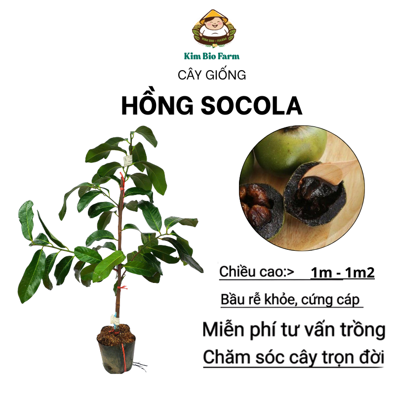 Cây Giống Hồng Socola – Trái Ngọt Đậm, Cơm Mịn, Dễ Trồng, Cho Trái Sớm