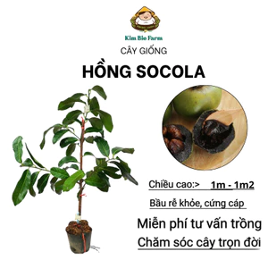 Cây Giống Hồng Socola – Trái Ngọt Đậm, Cơm Mịn, Dễ Trồng, Cho Trái Sớm
