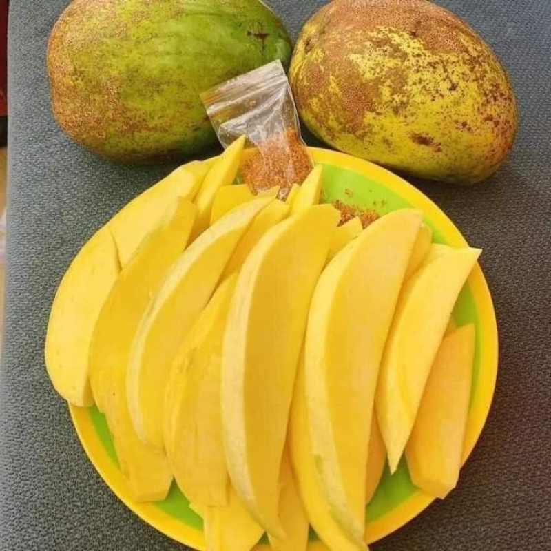 Cây Giống Xoài Tứ Quý – Cho Trái Quanh Năm, Thơm Ngọt, Dễ Trồng, Năng Suất Cao