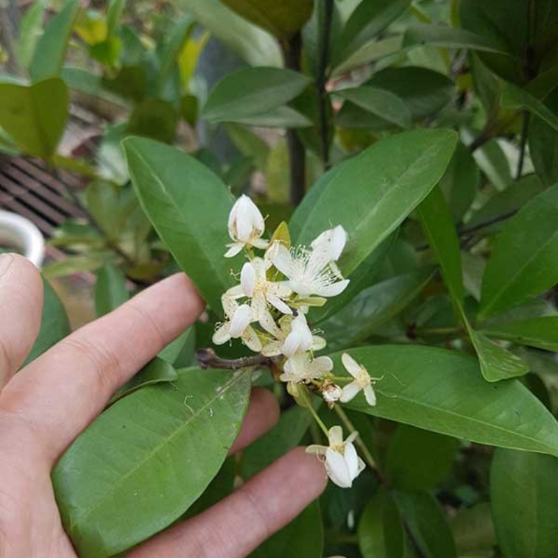 Cây Giống Cherry – Giống Ngoại Cao Sản, Quả Đỏ Ngọt, Trồng Chậu & Vườn Cực Sai Trái