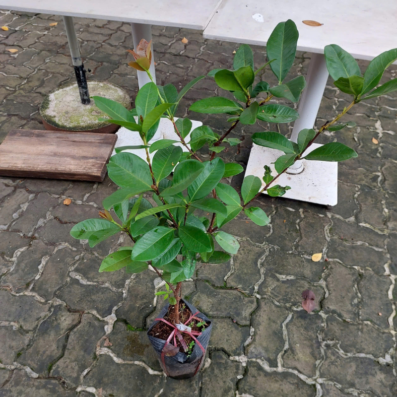 Cây Giống Cherry – Giống Ngoại Cao Sản, Quả Đỏ Ngọt, Trồng Chậu & Vườn Cực Sai Trái