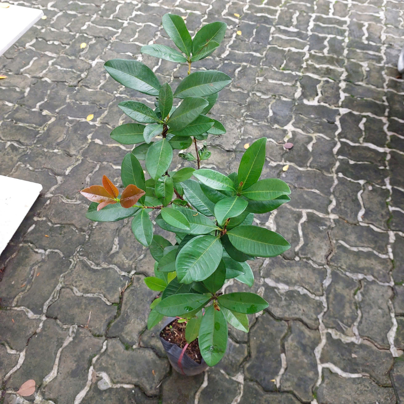 Cây Giống Cherry – Giống Ngoại Cao Sản, Quả Đỏ Ngọt, Trồng Chậu & Vườn Cực Sai Trái