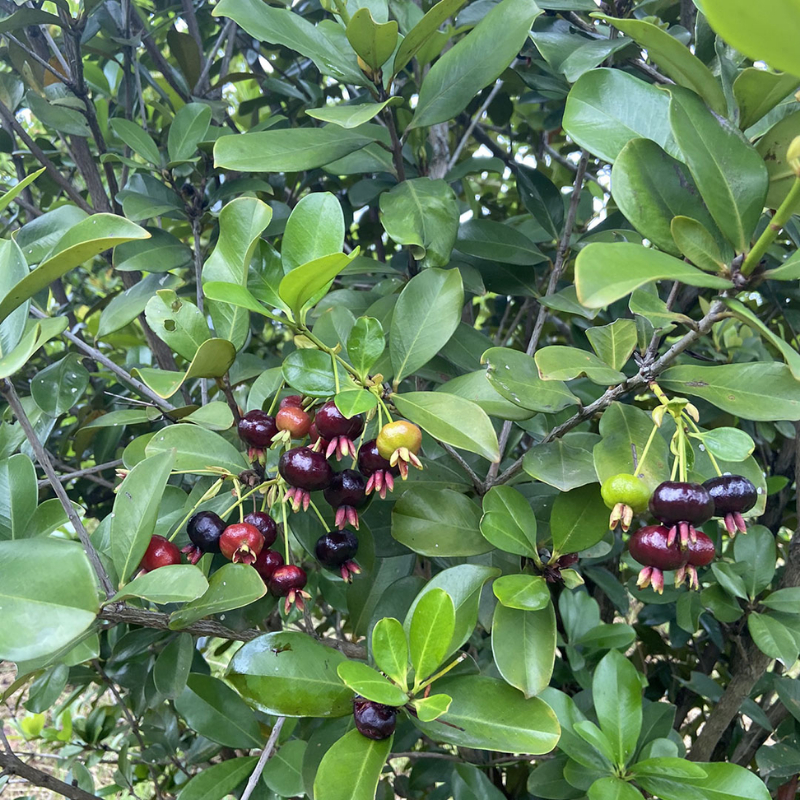 Cây Giống Cherry – Giống Ngoại Cao Sản, Quả Đỏ Ngọt, Trồng Chậu & Vườn Cực Sai Trái